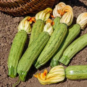 Courgette Greyzini - BIO